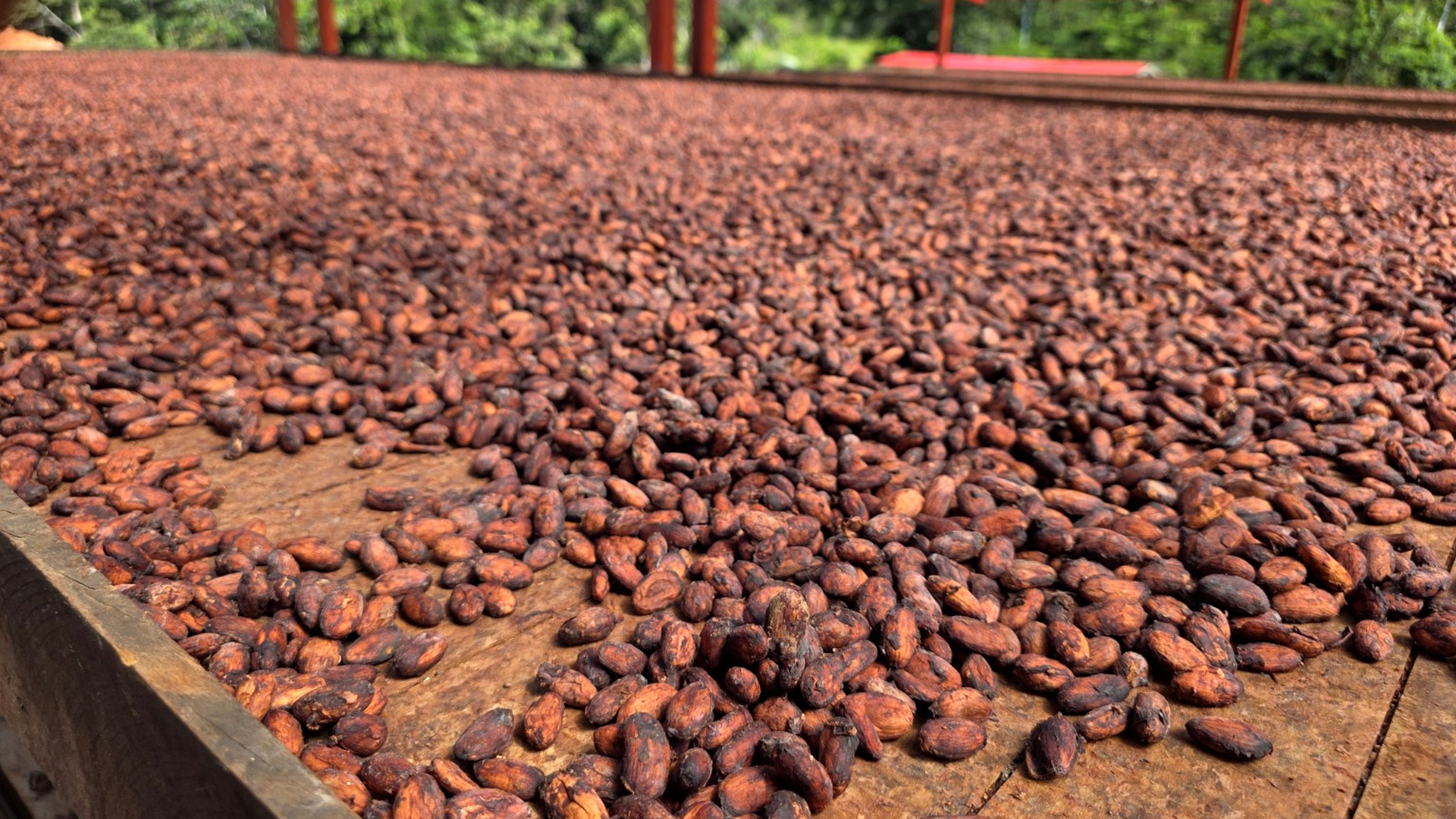 Cacao beans drying at origin