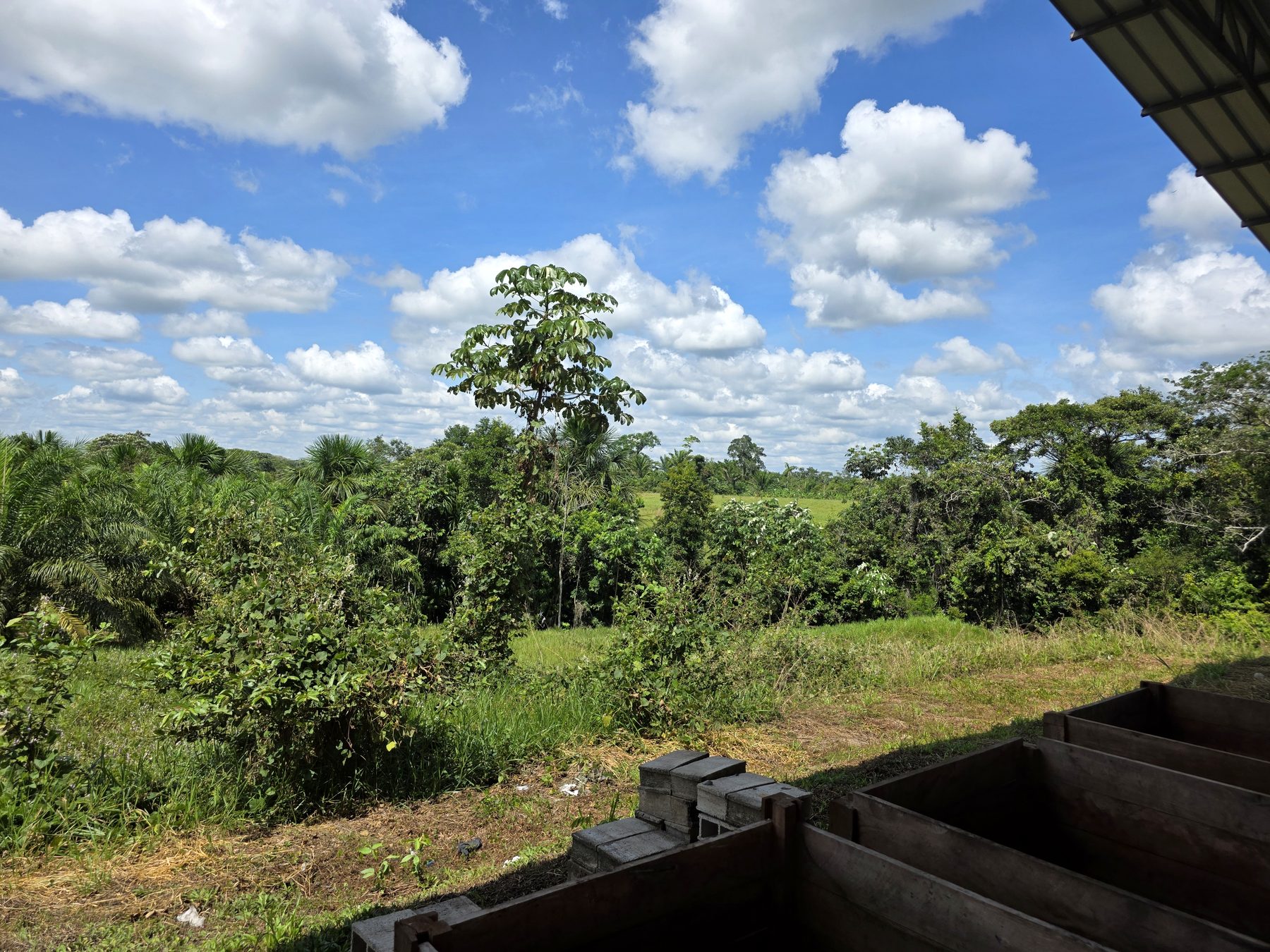 Cacao drying at origin