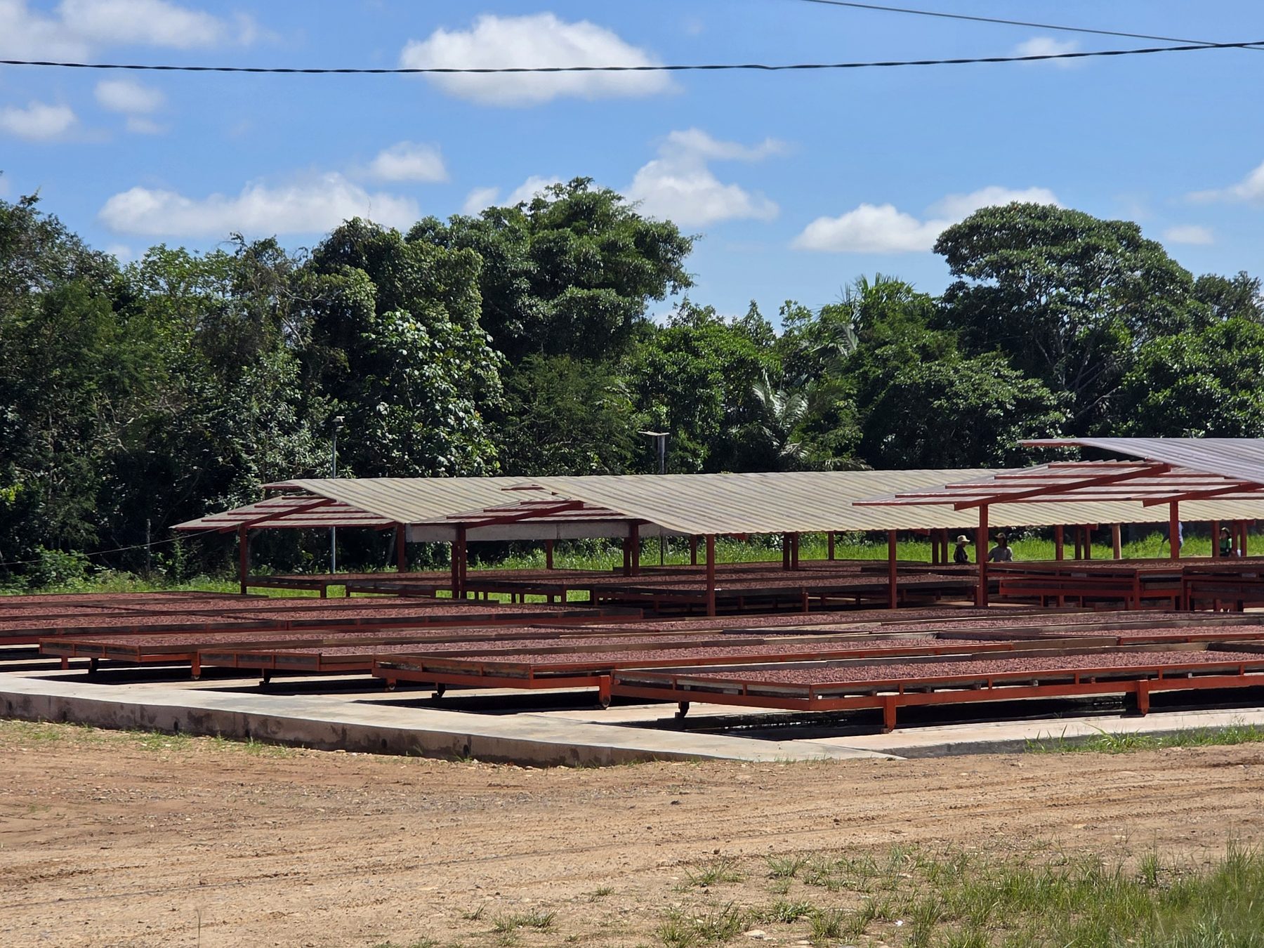 Cacao Origins