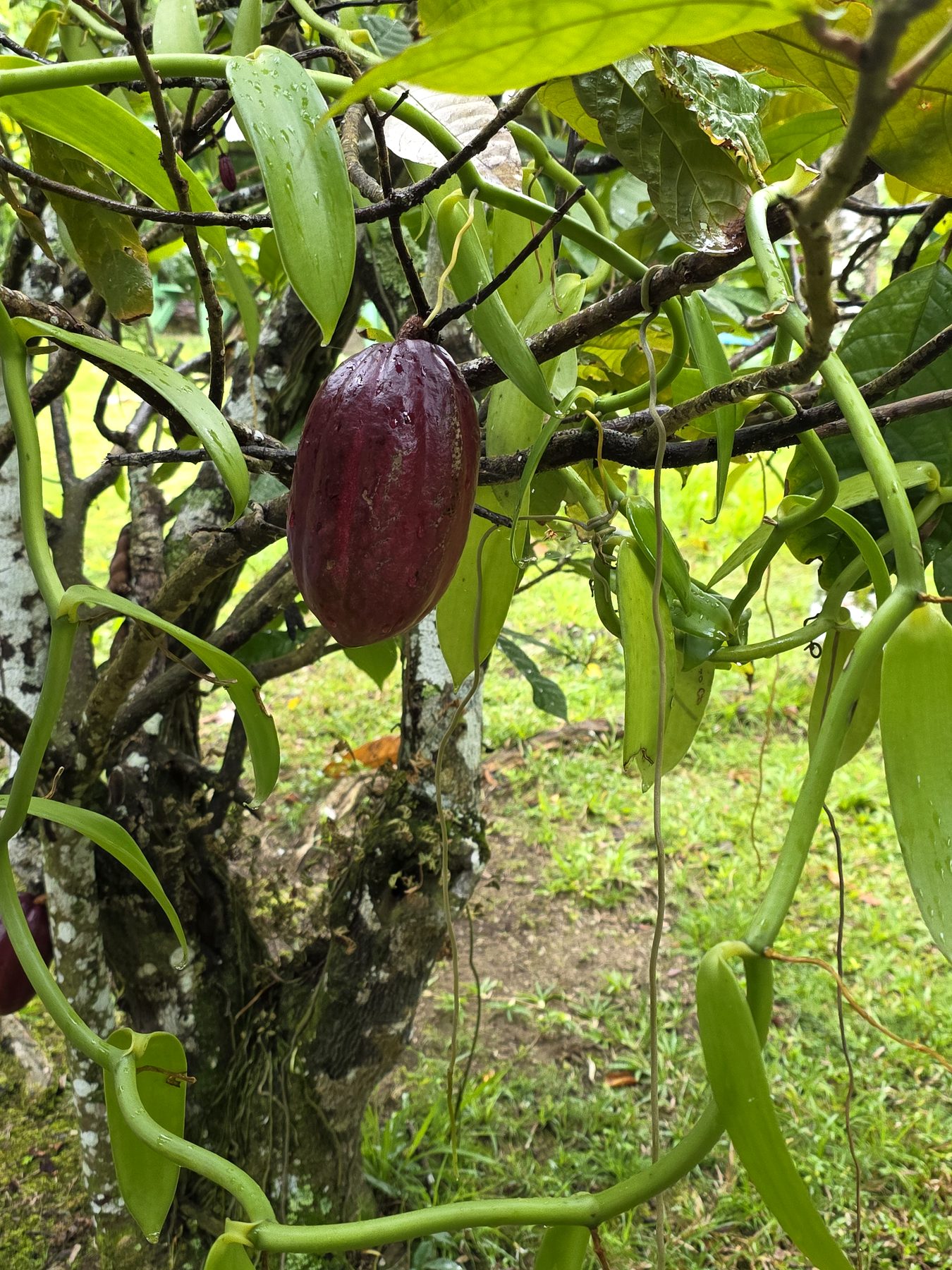 Cacao pod growing on a tree