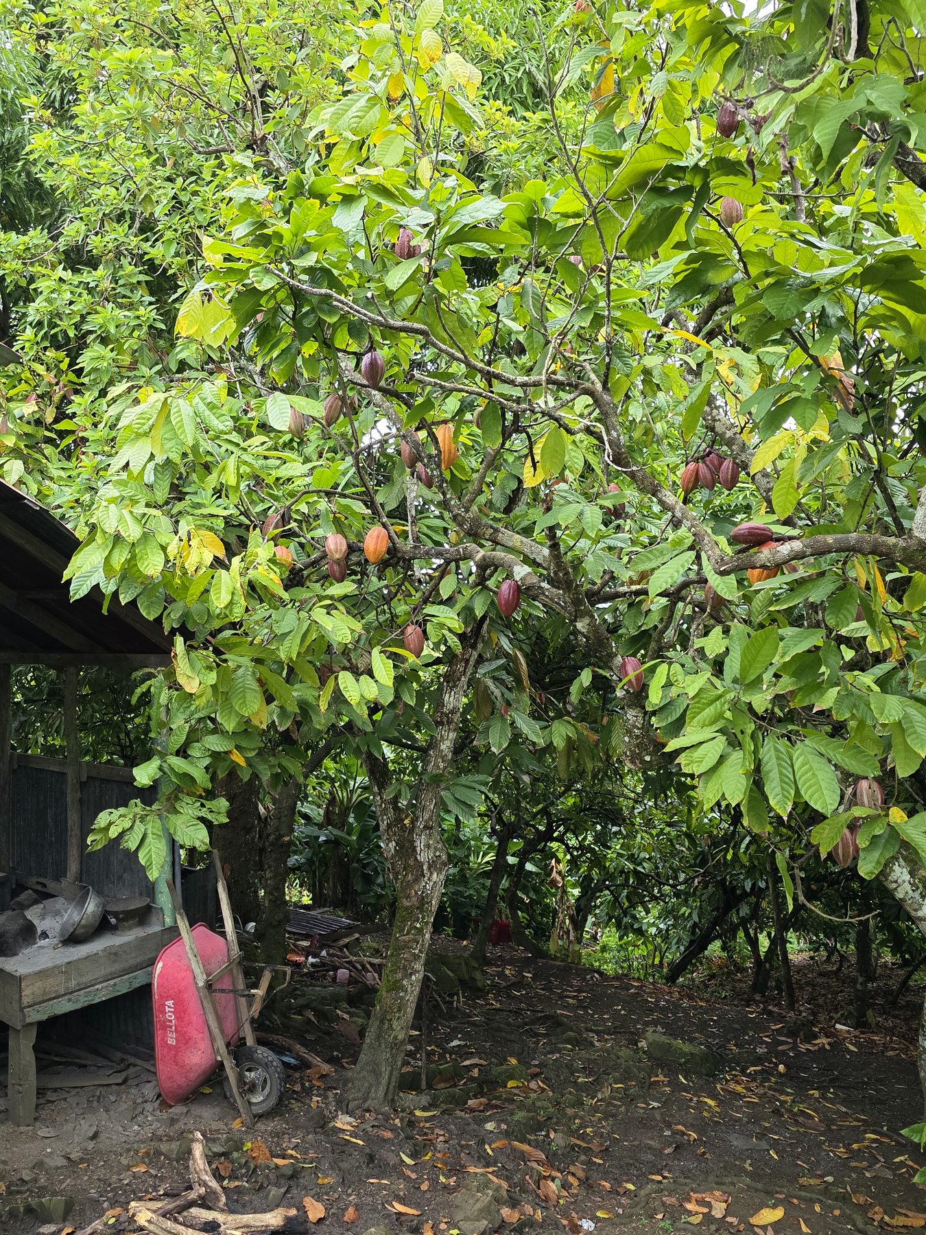 Cacao tree growing at origin